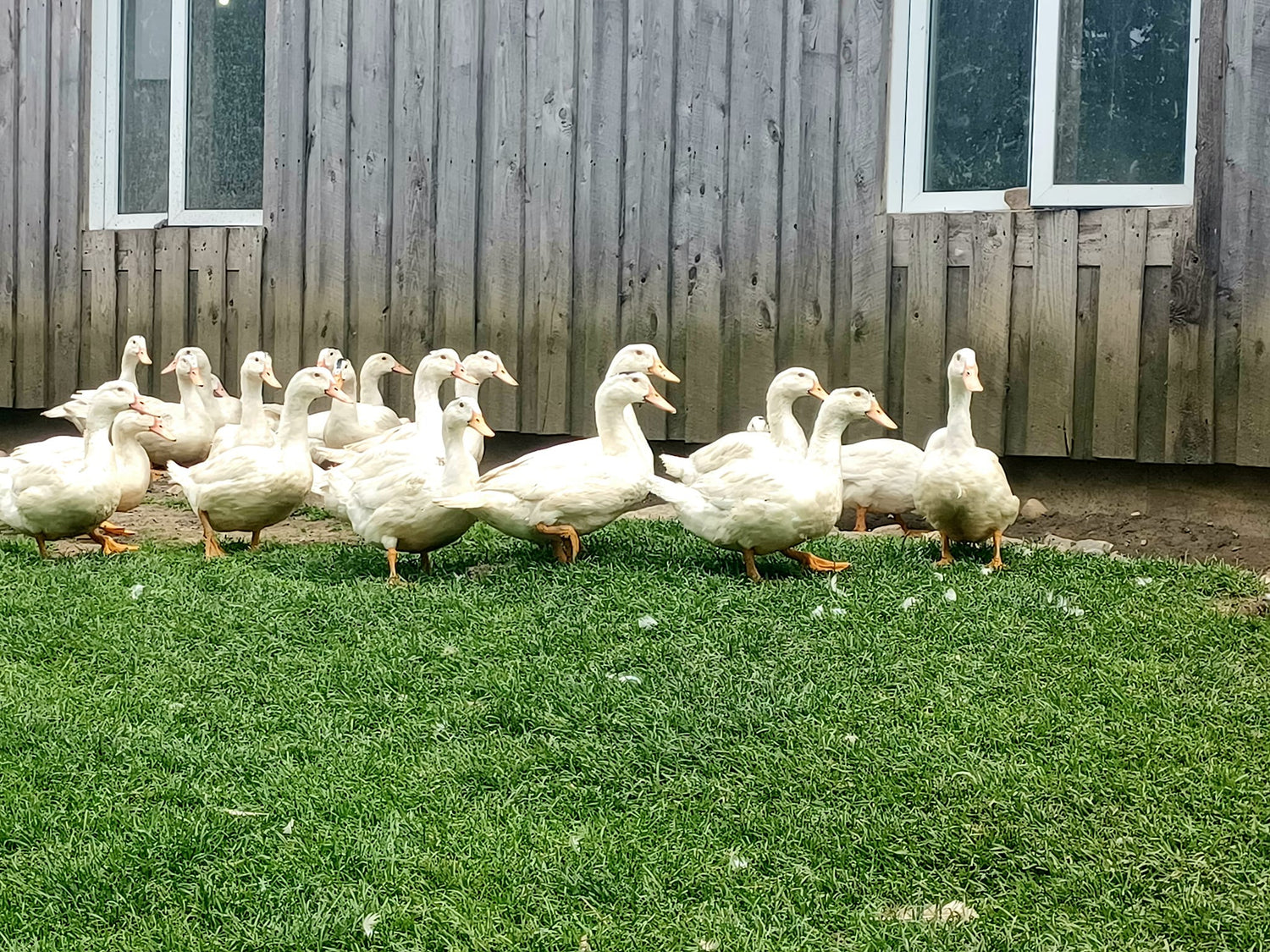 Canards_exterieur_cote_grange