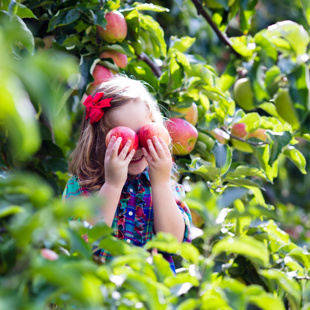 petite-fille-aux-pommes